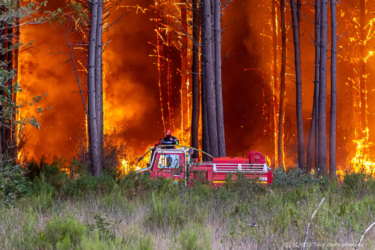 feu de forêt